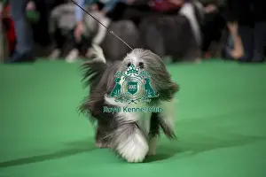 Bearded Collie Prints: General shot of Bearded Collie's being judged in the ring