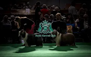 Bearded Collie Prints: General shot of Bearded Collie's being judged in the ring