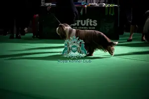 Bearded Collie Prints: General shot of Bearded Collie's being judged in the ring