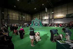 General shot of Bearded Collie's being judged in the ring