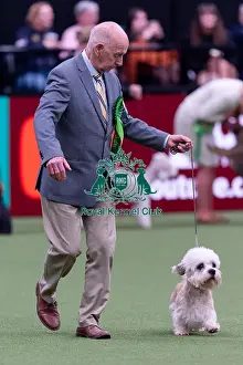 Dandie Dinmont Terrier Prints: Geoff Corish, from Somerset, with Sunny
