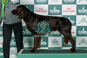 Sunday Prints: German Longhaired Pointer Best of Breed Crufts 2026