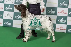 German Longhaired Pointer BOB