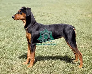 German Pinscher