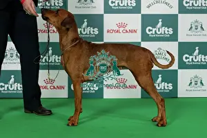 German Pinscher Best of Breed Crufts 2026