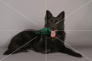 German Shepherd Dog