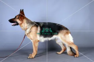 German Shepherd Dog (Alsation)