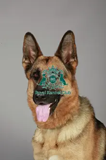 Crufts 2013 Prints: German Shepherd Dog (Alsation)