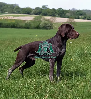 German Shorthaired Pointer