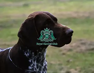 Head Prints: German Shorthaired Pointer