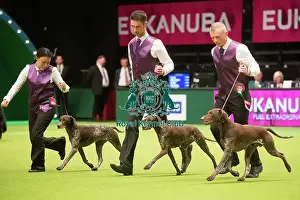 German Shorthaired Pointers