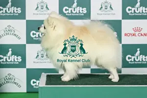 Saturday Prints: German Spitz (Klein) Best of Breed Crufts 2026