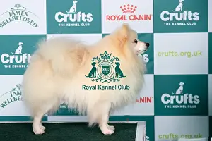Crufts 2025 Best Of Breed Prints: German Spitz (Klein) BOB
