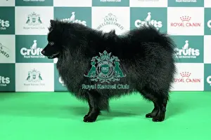 Saturday Prints: German Spitz (Mittel) Best of Breed Crufts 2026