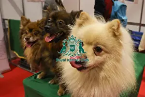 German Spitz Mittel Prints: German Spitz Mittel at Discover Dogs
