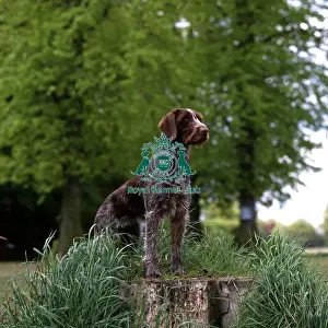 German Wirehaired Pointer