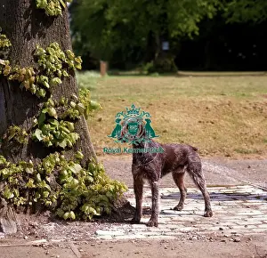 Gundog Group Prints: German Wirehaired Pointer