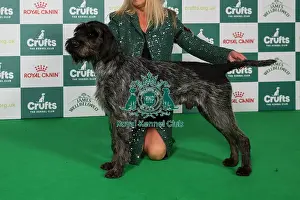 German Wirehaired Pointer BOB