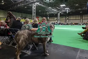 Irish Wolfhound Prints: Gerry, an Irish Wolfhound, from Scotland