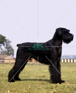 Giant Schnauzer