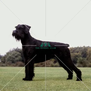 Giant Schnauzer