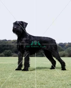 Giant Schnauzer