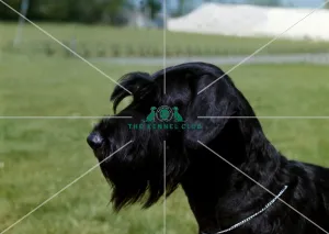 Giant Schnauzer