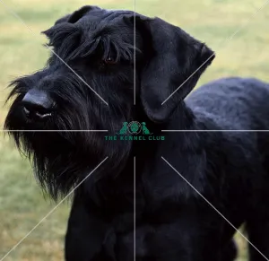 Giant Schnauzer