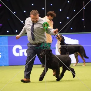 Giant Schnauzer