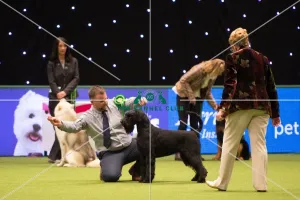 Crufts 2017