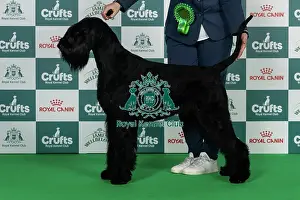 Giant Schnauzer Prints: Giant Schnauzer Best of Breed Crufts 2026