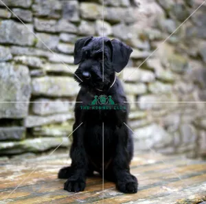 Giant Schnauzer