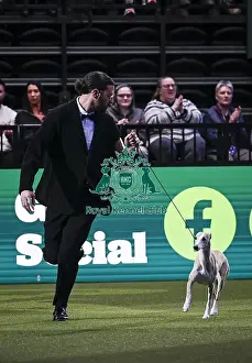 Whippet Prints: Giovanni Liguori, from Italy, with Miuccia