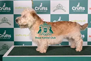 Glen of Imaal Terrier BOB