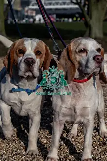 Gojo and Luna, both Beagles, arriving today (Thursday 06/03/25)