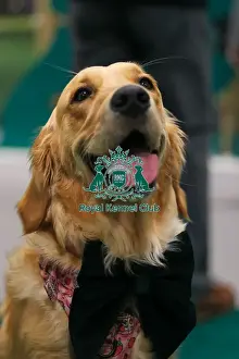 Golden Retriever Prints: Golden Labrador Retriever