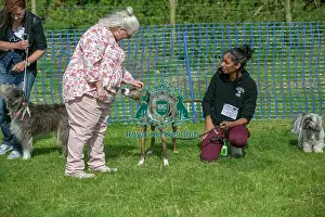 Golden Oldie Class Scruffts Heats 31st August 2024
