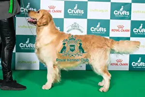 Golden Retriever BOB