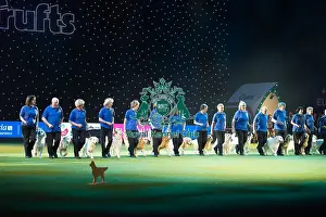 Golden Retriever Display