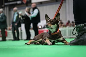 Crufts 2024 official photos 7th March - 10th March: Crufts 2024 Good Citizen Bronze display and presentation