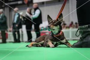 Crufts 2024 Poster Print Collection: Crufts 2024 Good Citizen Bronze display and presentation