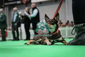 Good Citizen Bronze Award Display at Crufts on Friday 8th March 2024 Kennel Club Good Citizen ring