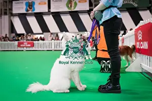 Good Citizen Bronze Award Display at Crufts on Friday 8th March 2024 Kennel Club Good Citizen ring