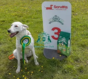 Third Place Prints: Good Citizen Dog Scheme Class Dog Only Scruffts Family Crossbreed Competition