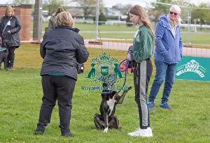 Good Citizen Dog Scheme Class Judging Dog Name