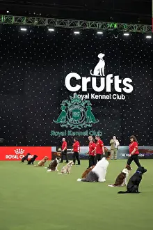 Crufts 2026 Main Arena Prints: Good Citizen Dog Training Scheme Display