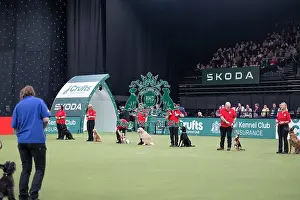 Crufts 2026 Main Arena Prints: Good Citizen Dog Training Scheme Display