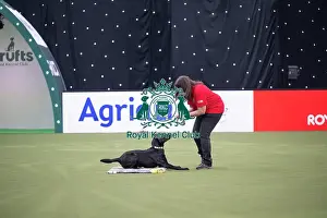 Crufts 2026 Main Arena Prints: Good Citizen Dog Training Scheme Display