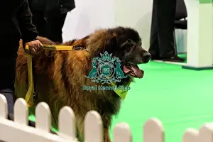 Leonberger Prints: Good Citizen Training