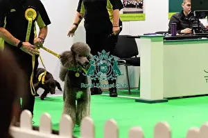 Crufts 2025 General Photography Prints: Good Citizen Training
